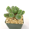 Euphorbia pseudoglobosa