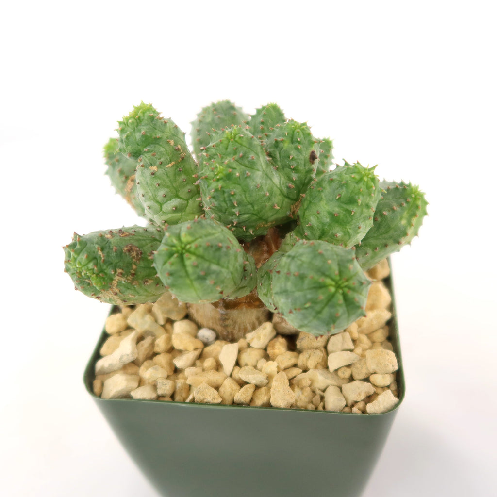 Euphorbia pseudoglobosa