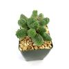 Euphorbia pseudoglobosa