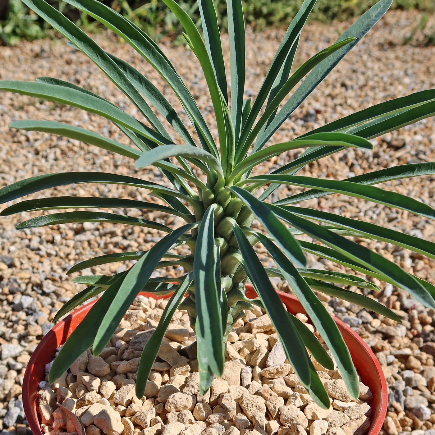 Euphorbia pubiglans