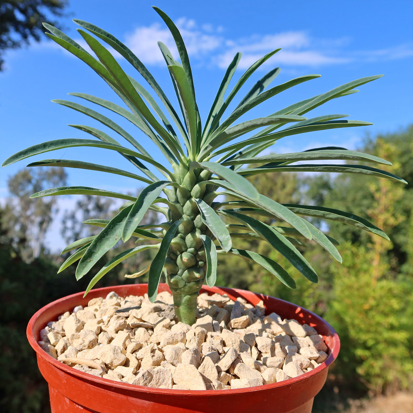 Euphorbia pubiglans