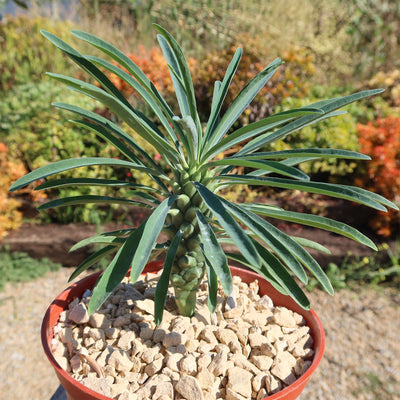 Euphorbia pubiglans