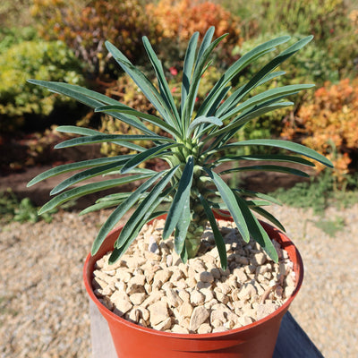 Euphorbia pubiglans