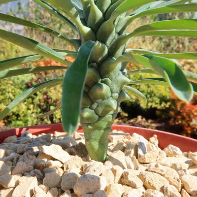 Euphorbia pubiglans