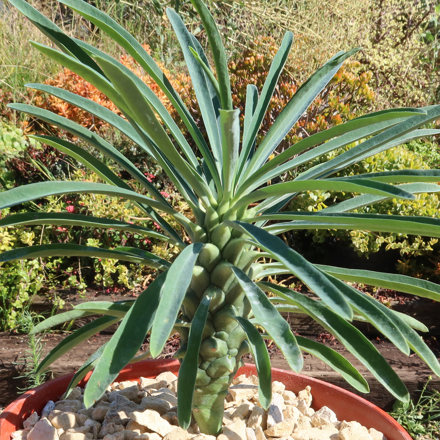 Euphorbia pubiglans