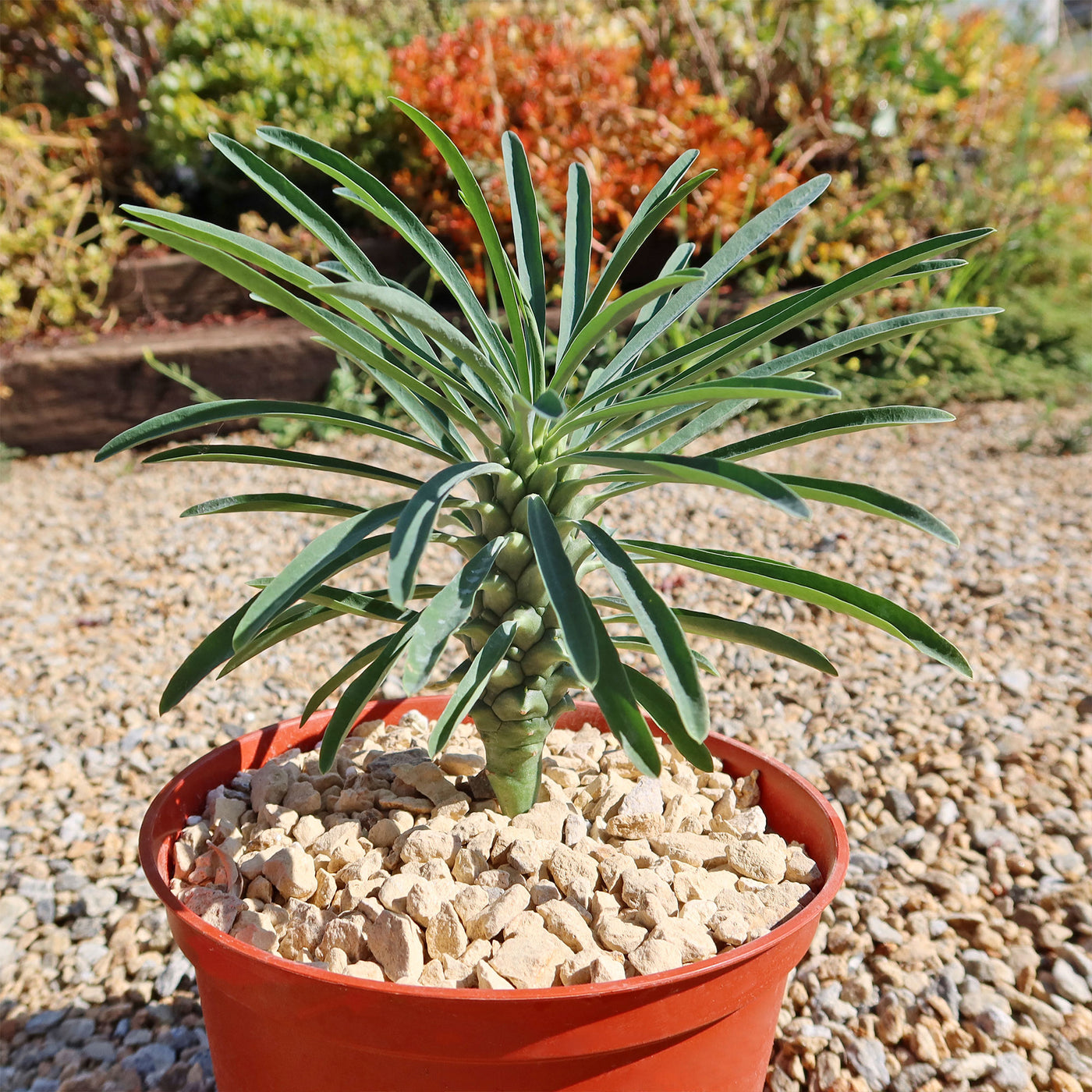 Euphorbia pubiglans