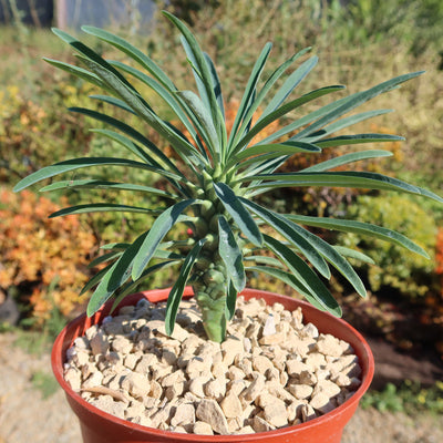 Euphorbia pubiglans