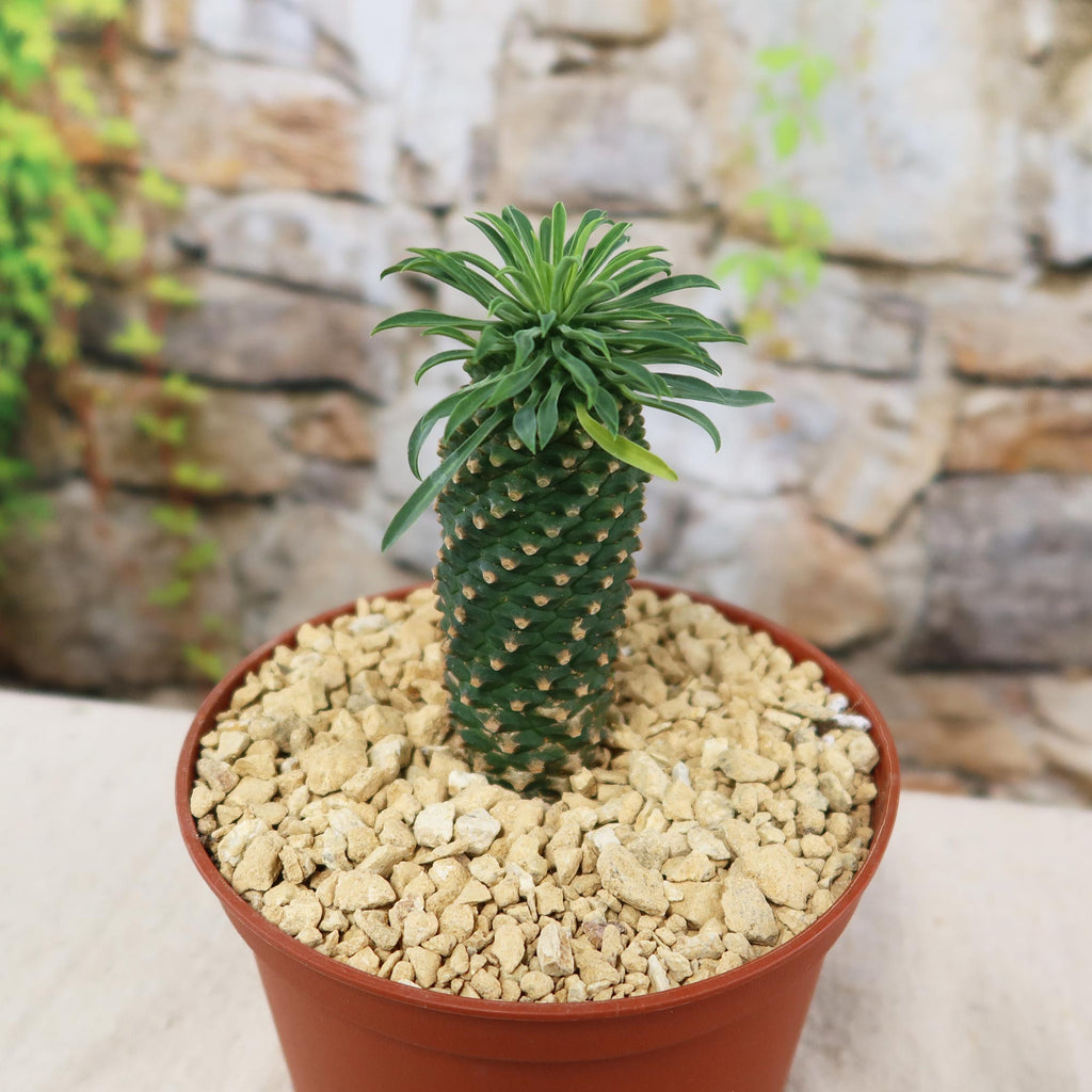 Potted indoor plant with glossy green leaves beside a small Buddha statue