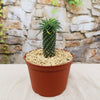Euphorbia Sotetsu Kirin