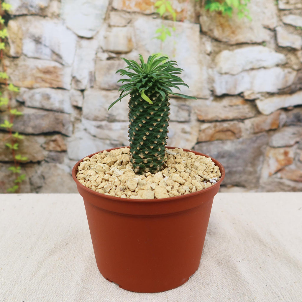 Potted indoor plant with glossy green leaves beside a small Buddha statue
