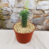 Euphorbia Sotetsu Kirin