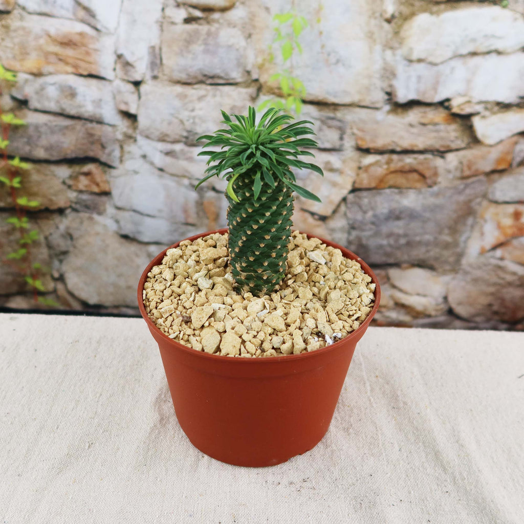 Potted indoor plant with glossy green leaves beside a small Buddha statue