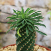 Euphorbia Sotetsu Kirin