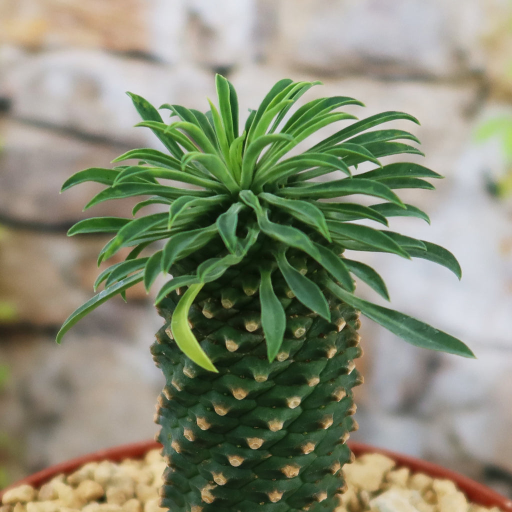 Potted indoor plant with glossy green leaves beside a small Buddha statue