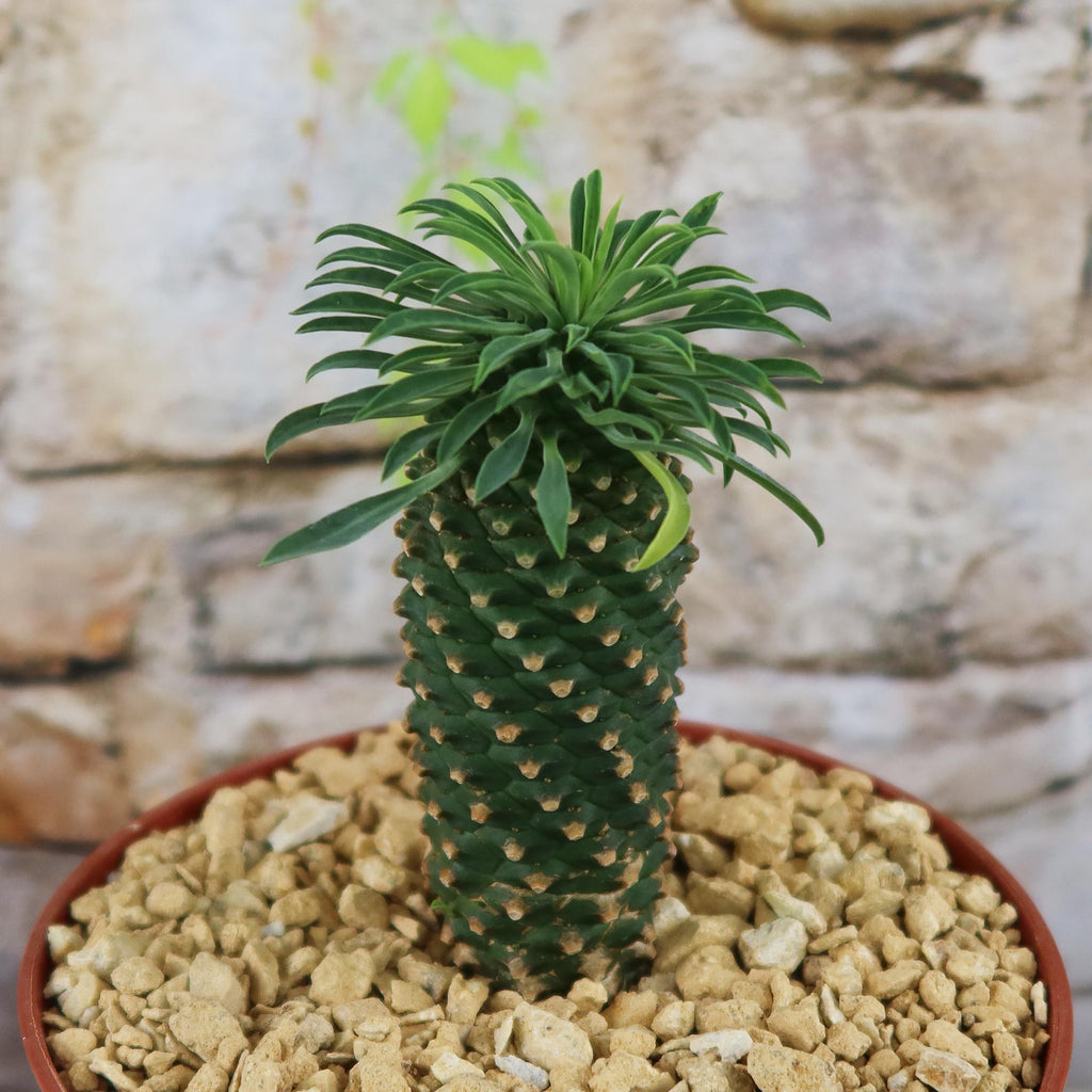 Potted indoor plant with glossy green leaves beside a small Buddha statue