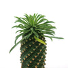 Euphorbia Sotetsu Kirin