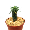 Euphorbia Sotetsu Kirin