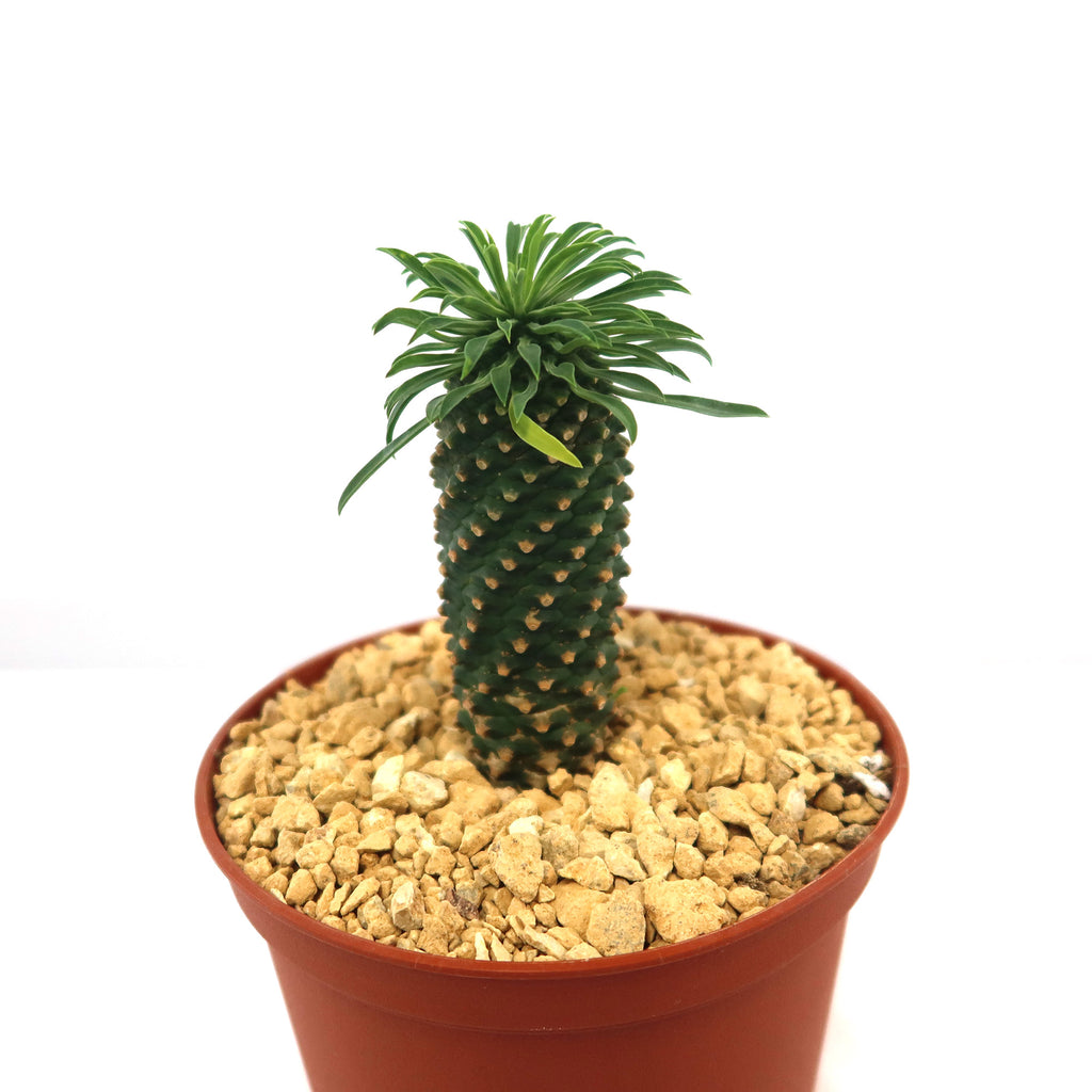Potted indoor plant with glossy green leaves beside a small Buddha statue