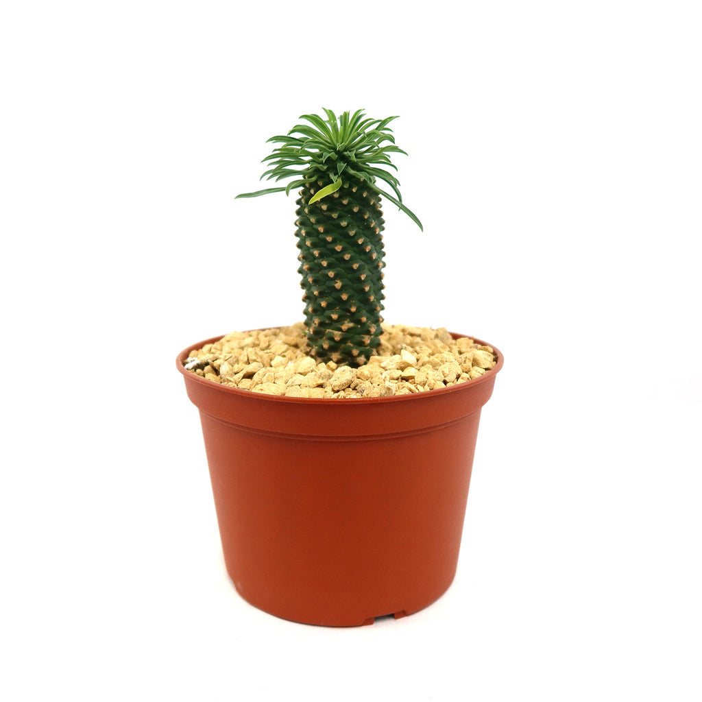 Potted indoor plant with glossy green leaves beside a small Buddha statue