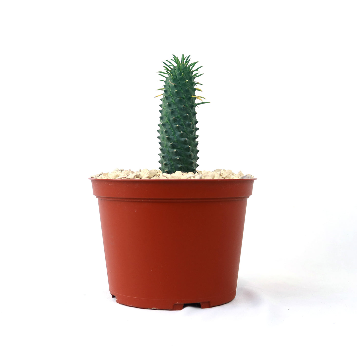 Euphorbia spiralis – Planet Desert