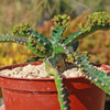 Jellyfish Head - Euphorbia stellata