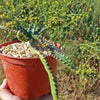 Jellyfish Head - Euphorbia stellata