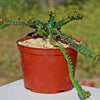 Jellyfish Head - Euphorbia stellata