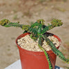 Jellyfish Head - Euphorbia stellata