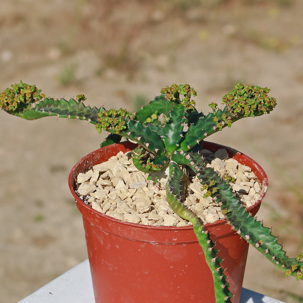 Jellyfish Head - Euphorbia stellata