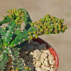 Jellyfish Head - Euphorbia stellata