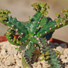 Jellyfish Head - Euphorbia stellata