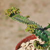 Jellyfish Head - Euphorbia stellata