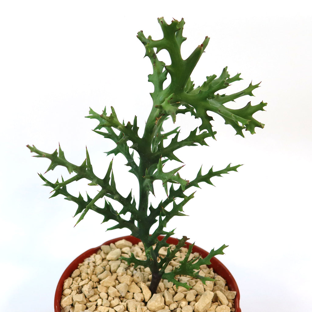 Euphorbia stenoclada succulent with spiky green stems in a brown pot with beige pebbles, displayed on a plain white background.