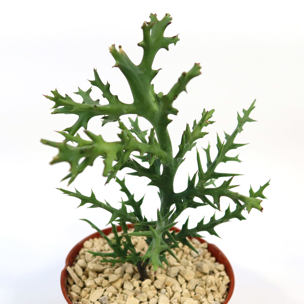 Euphorbia stenoclada indoor plant with spiky, jagged green stems growing in light gravel on a plain white background.