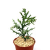 Small potted Euphorbia stenoclada succulent with spiky green stems in light gravel, displayed against a plain white background.