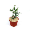 Euphorbia stenoclada, a spiky green succulent with jagged stems, in a red-brown pot with pebbles on a white background.