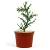 Euphorbia stenoclada with spiky green stems in a reddish-brown pot filled with pebbles, ideal as an indoor plant, on a white backdrop.