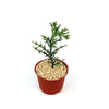 Euphorbia stenoclada indoor plant with green spiky stems in light gravel and a red pot, shown on a plain white background.