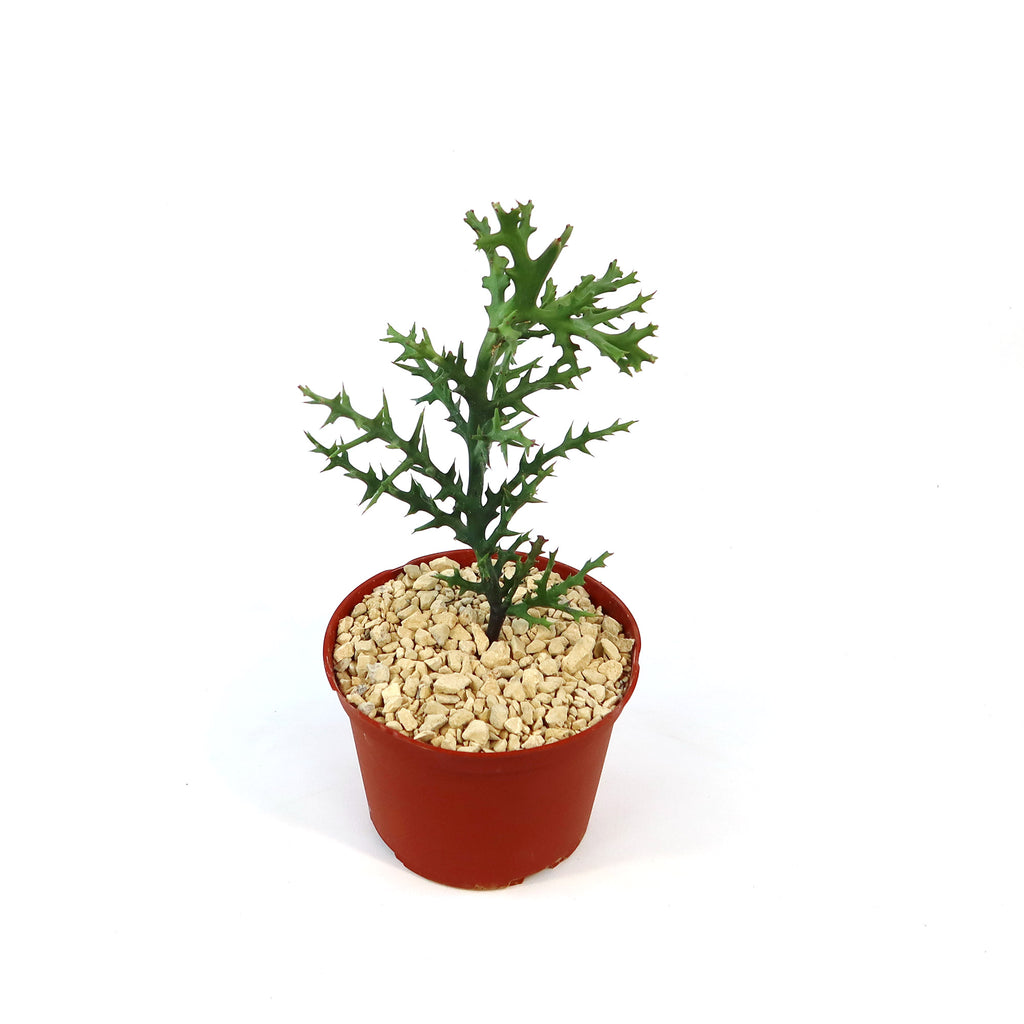 Euphorbia stenoclada indoor plant with green spiky stems in light gravel and a red pot, shown on a plain white background.