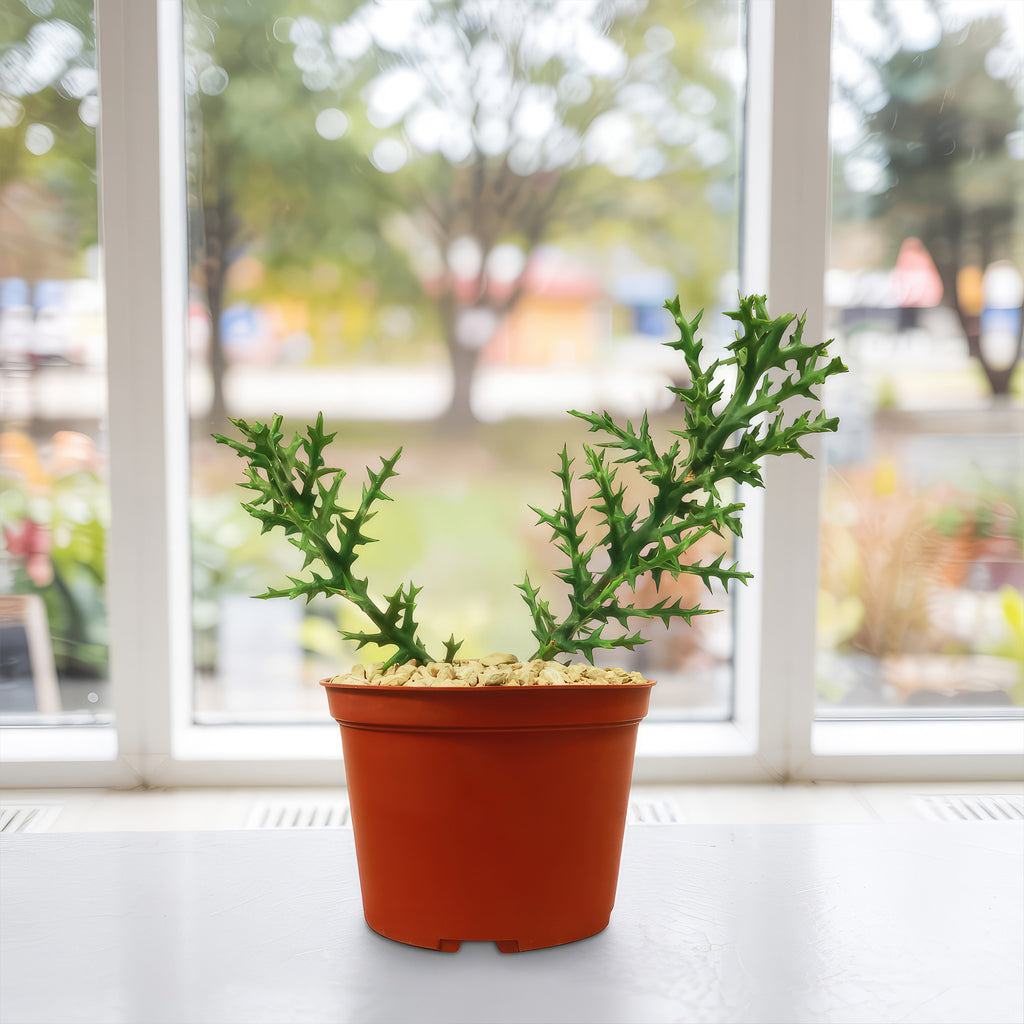 Euphorbia stenoclada