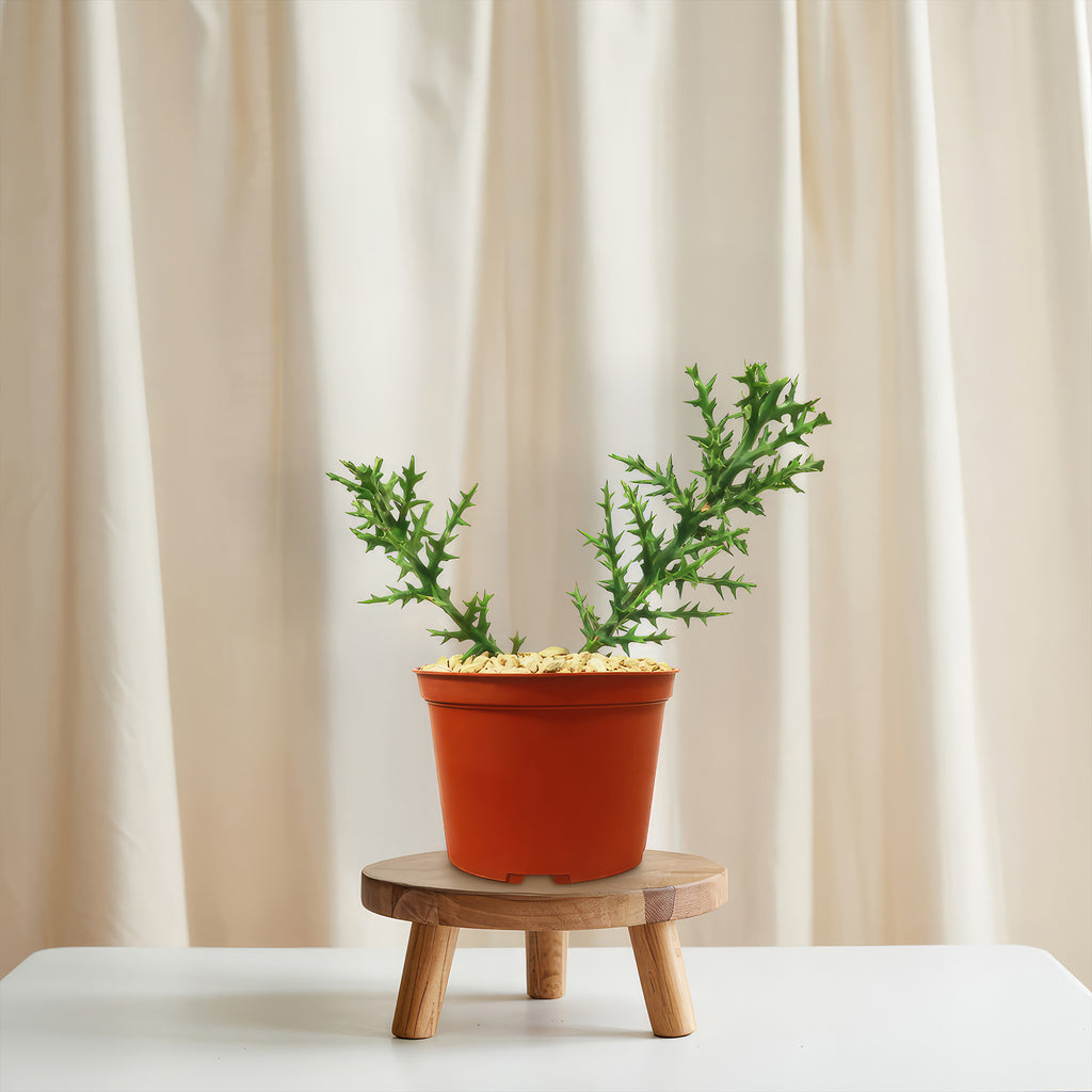 Euphorbia stenoclada