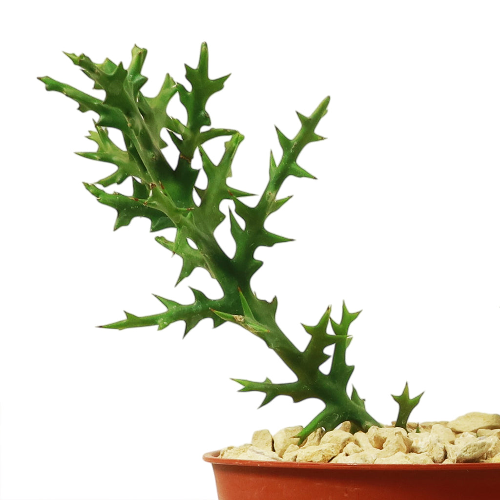 Euphorbia stenoclada