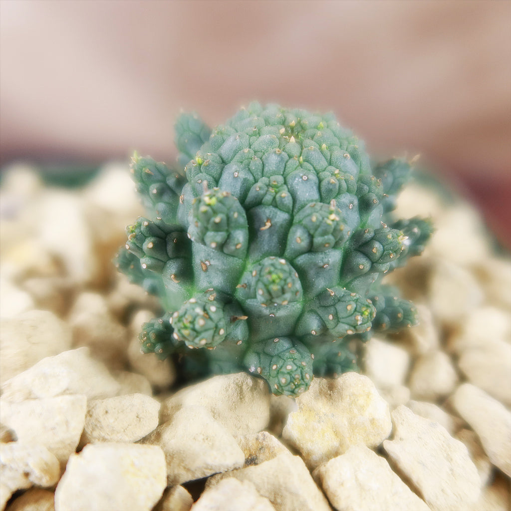 Euphorbia suppressa