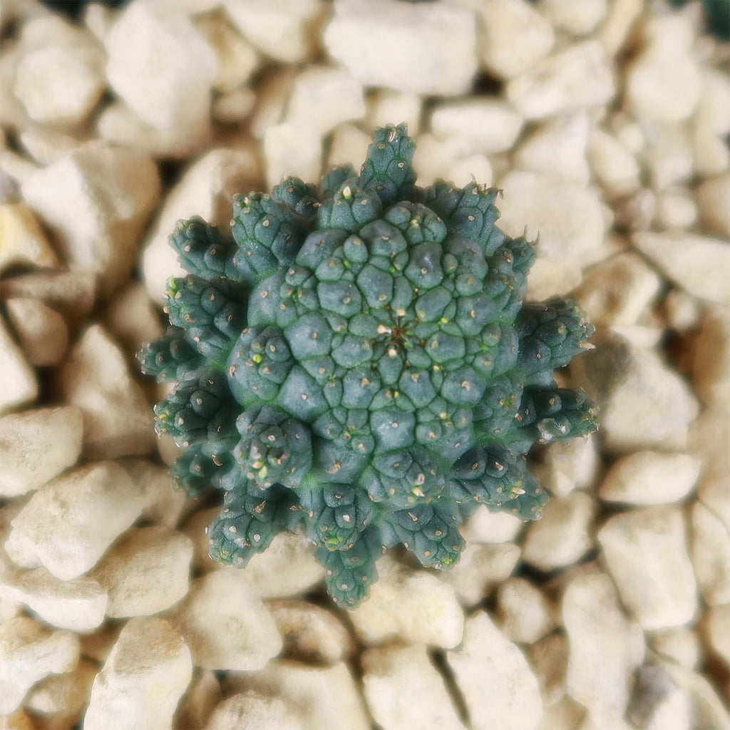 Euphorbia suppressa
