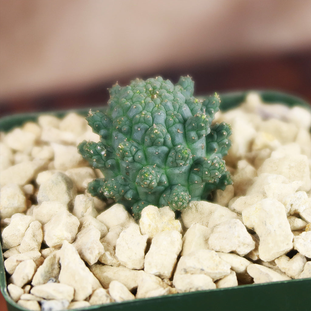 Euphorbia suppressa