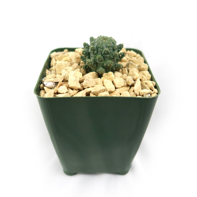 Euphorbia suppressa Spurge Succulent | Planet Desert