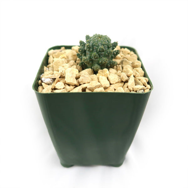 Euphorbia-suppressa-4-inch-