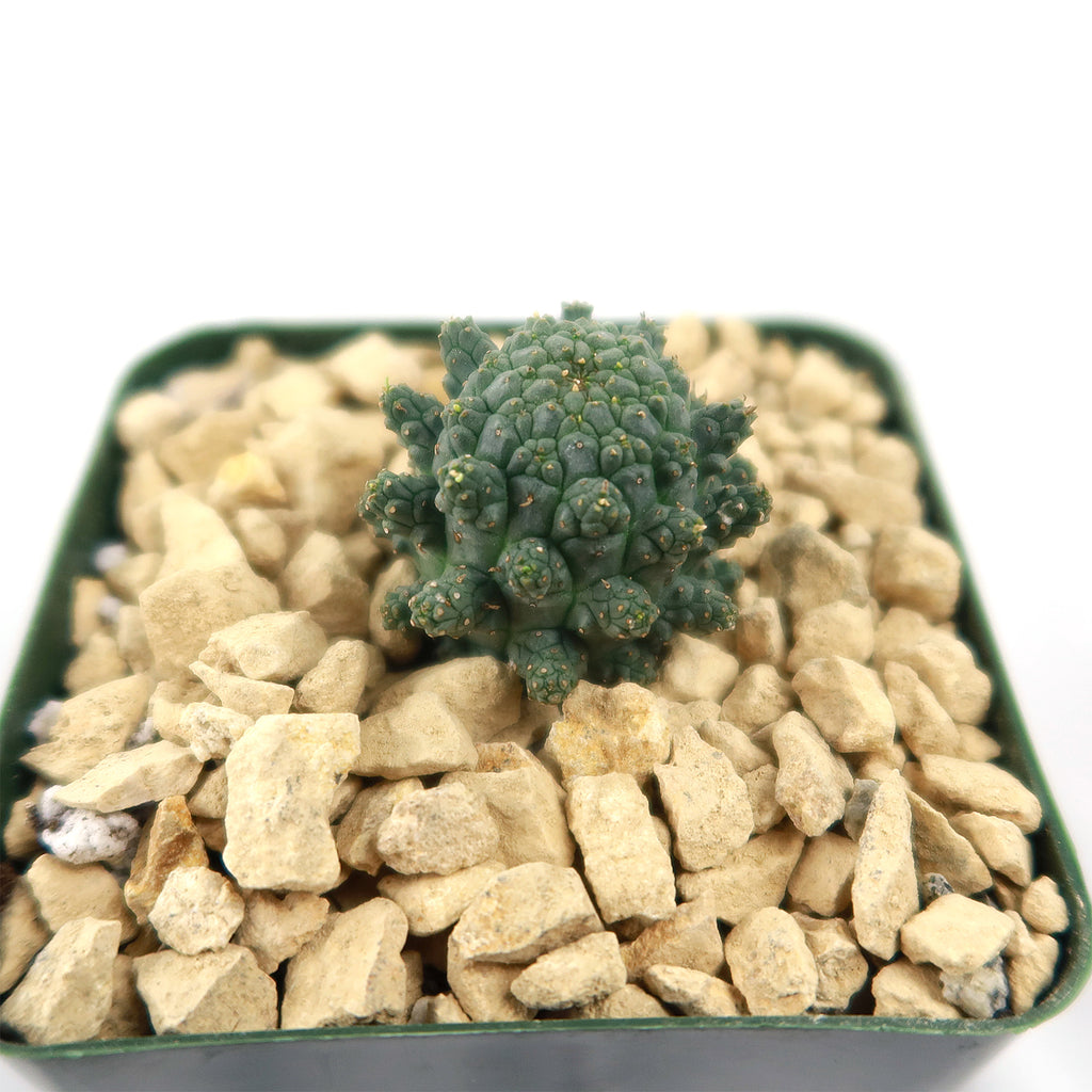 Euphorbia suppressa