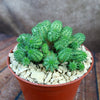 Euphorbia susannae multihead