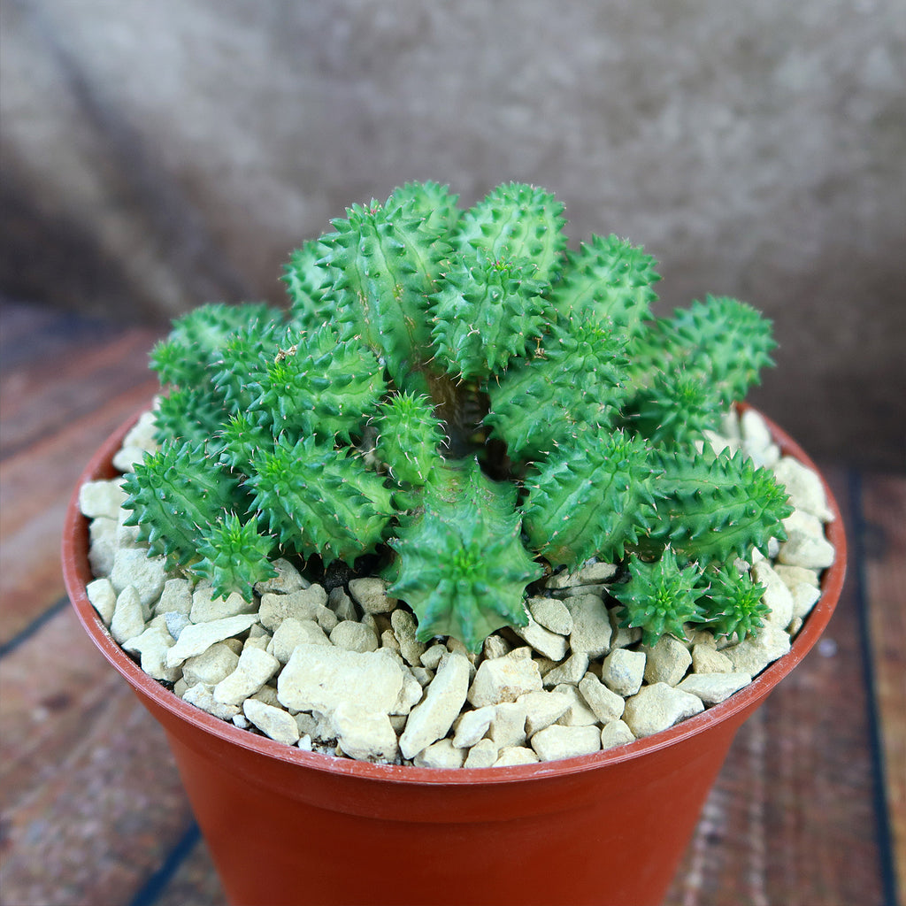 Euphorbia susannae multihead
